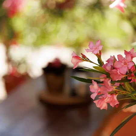 Lak6 Apartament Mórahalom